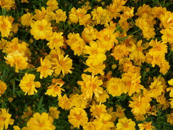 High angle view of yellow flowering plants