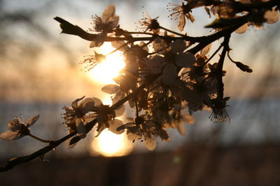 Close-up of cherry blossoms against sky during sunrise