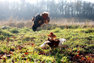 Lion relaxing on field