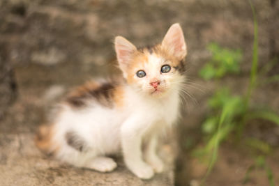 Close-up portrait of a cat