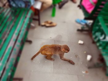 High angle view of monkey on footpath