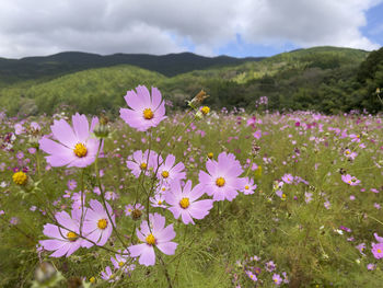 Close-up of purple flowering plants on field