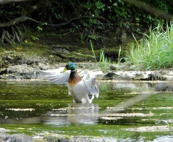 Ducks swimming in lake