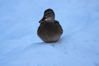 Close-up of bird in winter