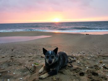 View of a cat on beach