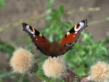 Close-up of butterfly pollinating on flower