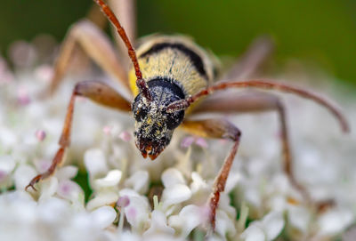 Close-up of bee pollinating on flower