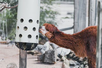 Close-up of a horse in cage