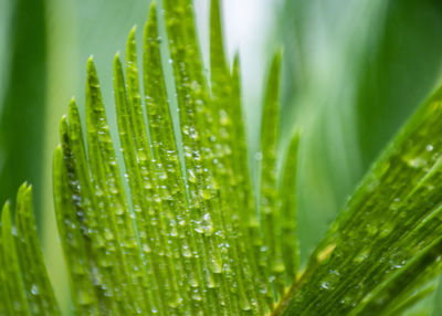 Close-up of wet plant leaves during rainy season