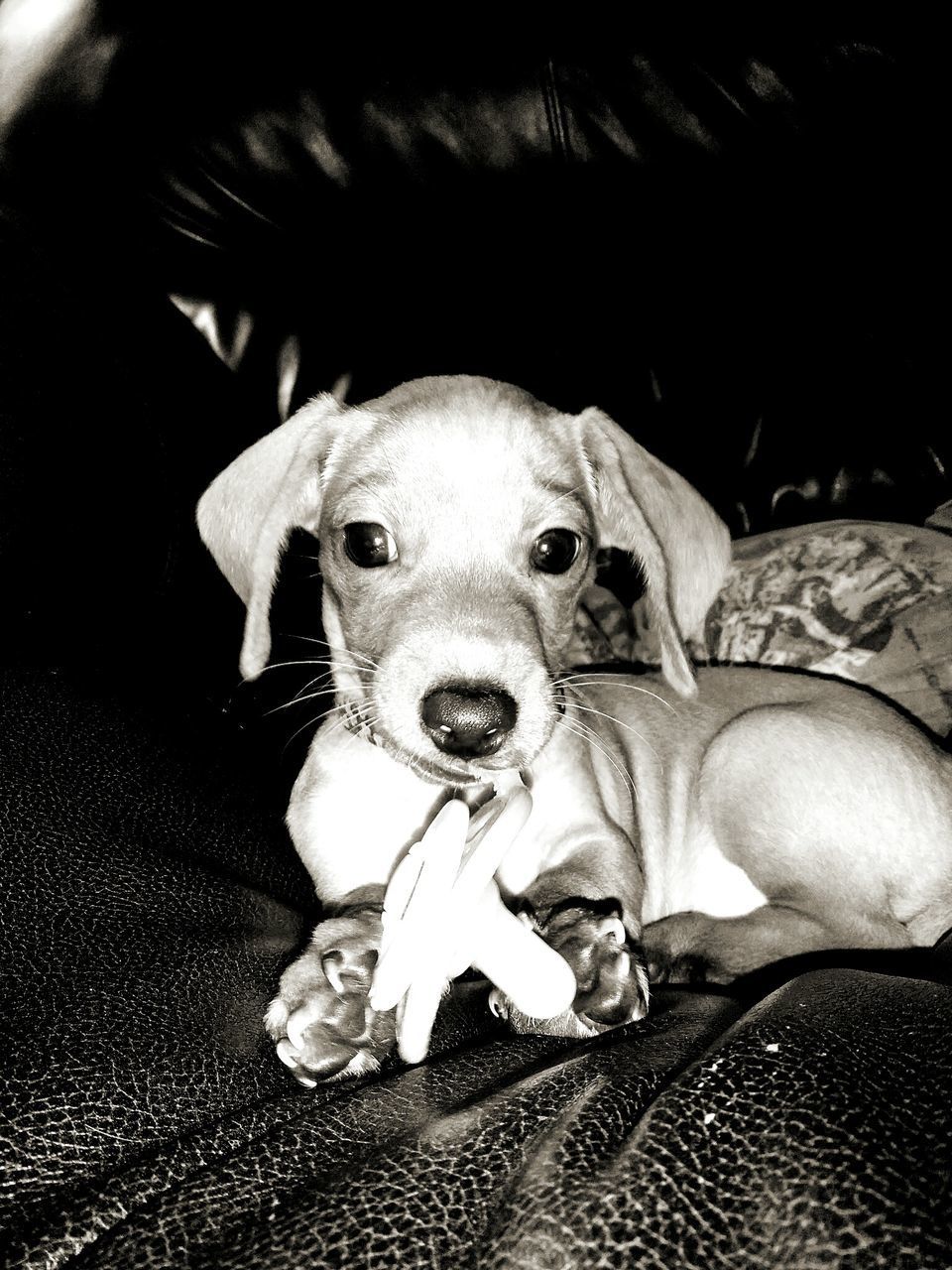 PORTRAIT OF DOG RELAXING AT HOME