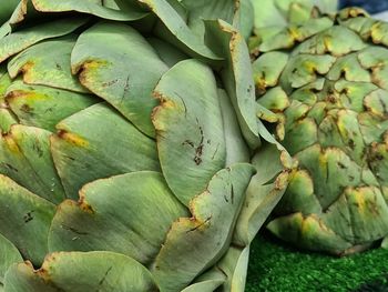 Full frame shot of green artichoke leaves