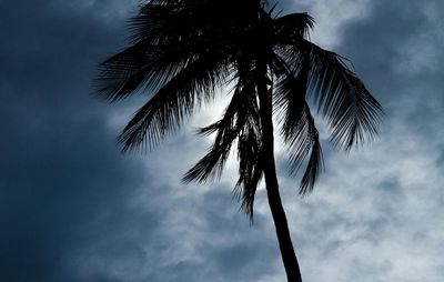 Low angle view of palm trees against cloudy sky