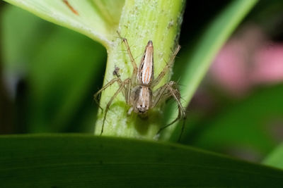 Close-up of insect on leaf