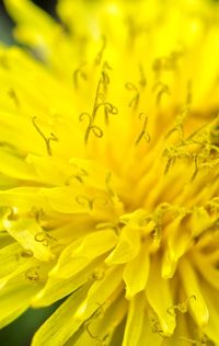 Close-up of yellow flower