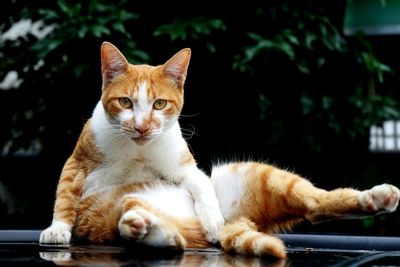 Portrait of cat sitting on car roof