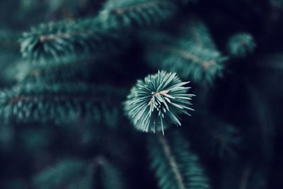 Close-up of dandelion flower