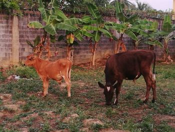 Cows grazing in a field