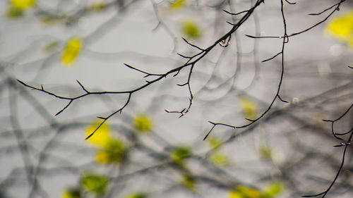Close-up of branches against sky
