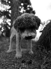 Close-up of dog on field