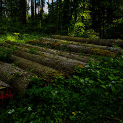 Plants and trees in forest
