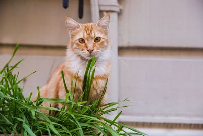 Portrait of a cat