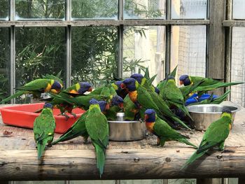 Parrots feeding