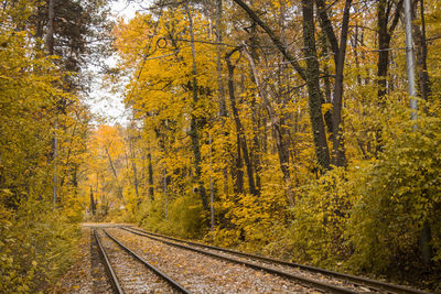 Railroad tracks amidst trees in forest during autumn