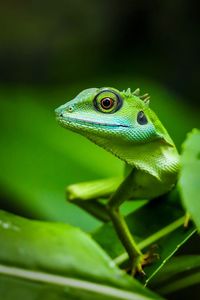 Close-up of green lizard