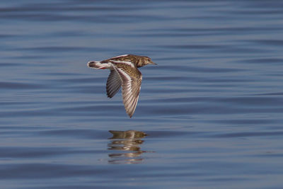 Seagull flying over lake
