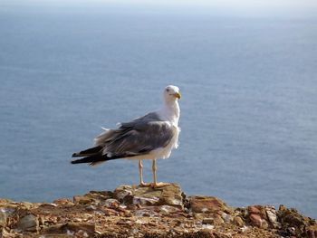 Seagull perching on rock by sea