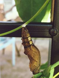 Close-up of lizard on plant