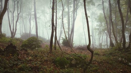 Trees in forest