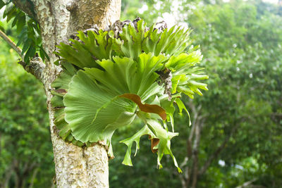 Close-up of plant against tree trunk