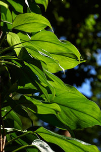 Close-up of fresh green leaves
