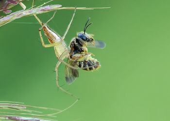 Close-up of spider