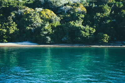 Scenic view of sea against trees