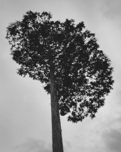 Low angle view of flower tree against sky