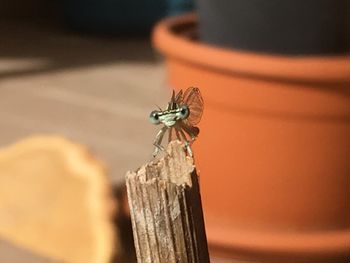Close-up of insect on wood