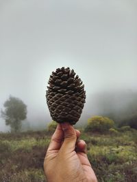 Close-up of hand holding plant against sky