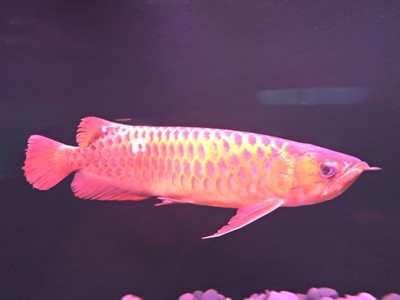 CLOSE-UP OF FISH SWIMMING UNDERWATER