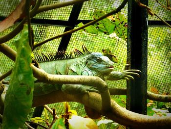 Close-up of lizard in cage