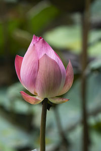 Close-up of pink water lily