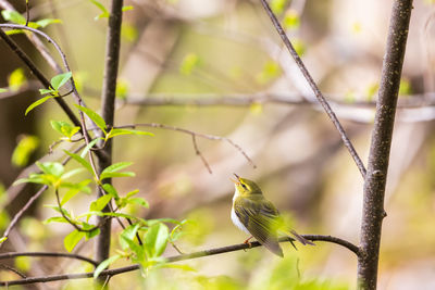 Close-up of bird perching on branch