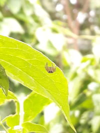 Close-up of insect on leaf