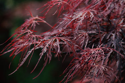 Close-up of red maple leaves on tree