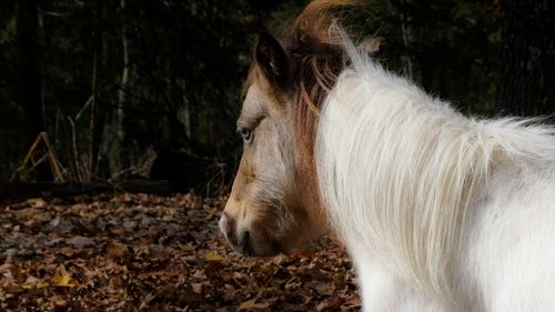 Close-up of pony standing in forest