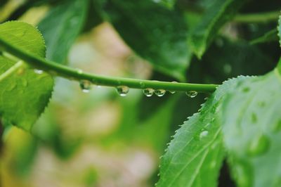 Close-up of water drops on leaf