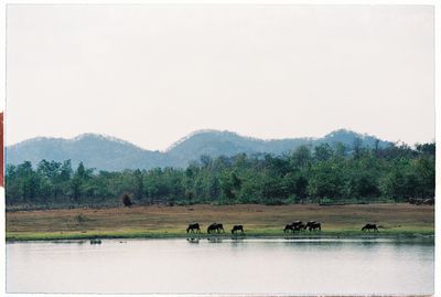 Horses on field by river against clear sky