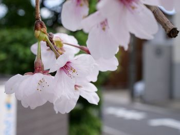 Close-up of cherry blossoms outdoors
