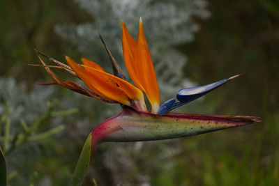 Close-up of flower blooming outdoors